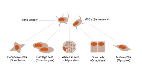 Mesenchymal Stem Cell Markers And Antibodies