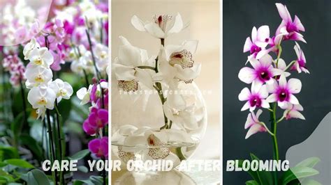 How To Care For Your Orchid After Blooming Expert Guide