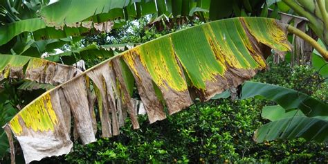 Pr Cticas Culturales Para El Manejo De La Sigatoka Negra En Bananos Y