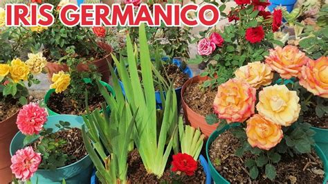 Cultivar Iris Germ Nico En Macetas Chuyito Jardinero Youtube