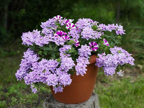 Best Shrubs For Containers For Every Outdoor Setting