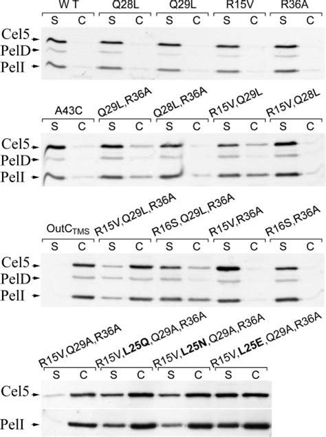 Immunoblotting Assay For Determining The Complementation Ability Of