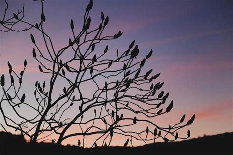 Premium Photo Silhouette Of Bare Tree Against Sky At Sunset