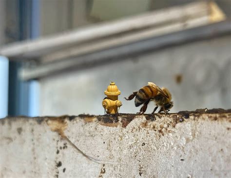 Rare footage of some unattended vagrant bees... @drinkinghornmeadery