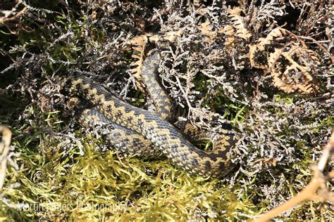 Upcoming Events North Pennines National Landscape