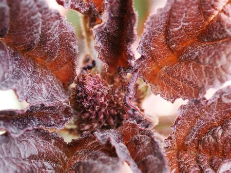 Amaranth Plant Close Up A Plant With Crimson Leaves Stock Photo