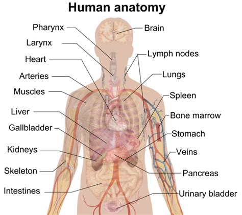 Anatomy And Physiology Label The Body Diagram