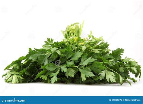 Fresh Parsley Stock Photo Image Of Copy Still Herbs 21081270