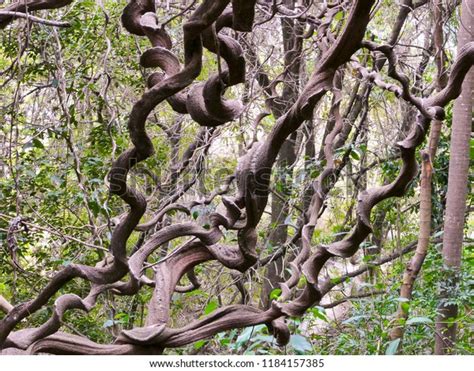 Lowveld National Botanical Garden Nelspruit Mpumalanga Stock Photo 1184157385 | Shutterstock