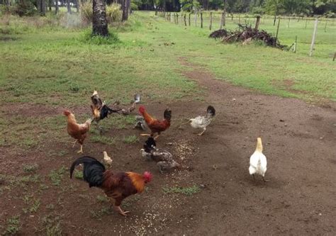 The Secret Life Of Poultry Kauais Feral Chickens Backyard Poultry