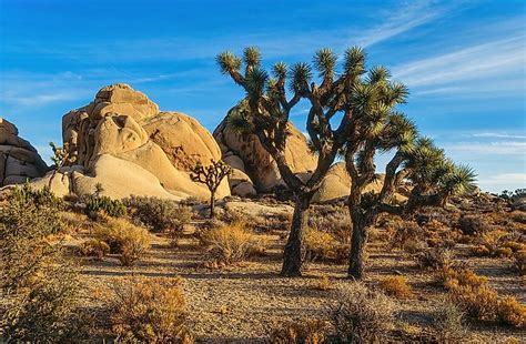 biodiverse deserts   united states