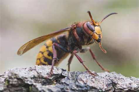 Are There Murder Hornets In North Carolina Video Included K975