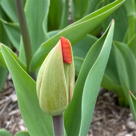 Tulipa Flor Jardim Foto Gratuita No Pixabay Pixabay