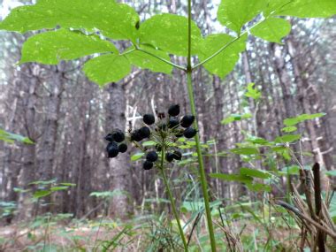 Wild Sarsaparilla: Pictures, Flowers, Leaves & Identification | Aralia ...