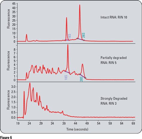 Figure 6 From Rna Integrity Number Rin Standardization Of Rna Quality Control Application