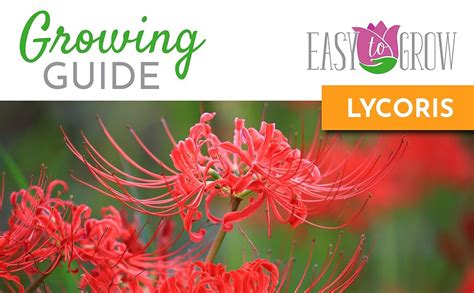 Amazon Easy To Grow Lycoris Red Spider Lily Plant Bulb 1