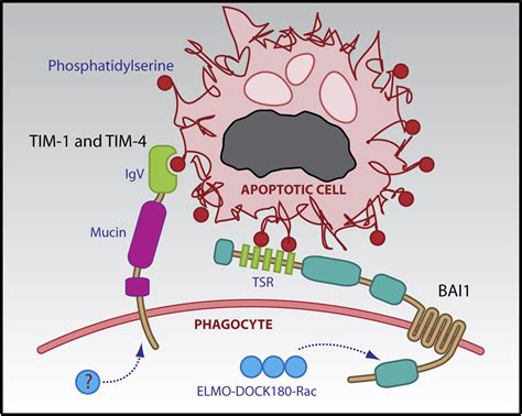 Apoptotic Ps To Phagocyte Tim Eat Me Immunity