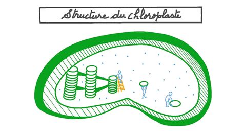 Vid O De La Le On Structure Du Chloroplaste Nagwa