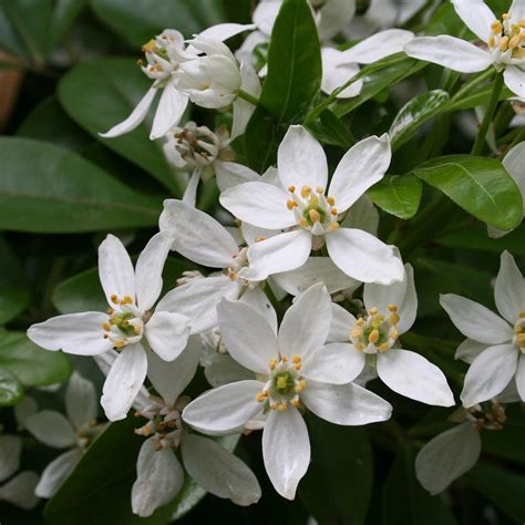 Buy Mexican Orange Blossom Choisya Ternata £7999 Delivery By Crocus