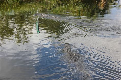 Alligators Swamp Swamps Florida - Free photo on Pixabay - Pixabay