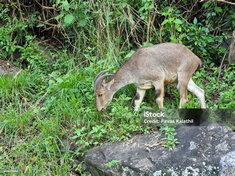 nilgiri tahr  western ghats mountains  valparai tamil nadu india