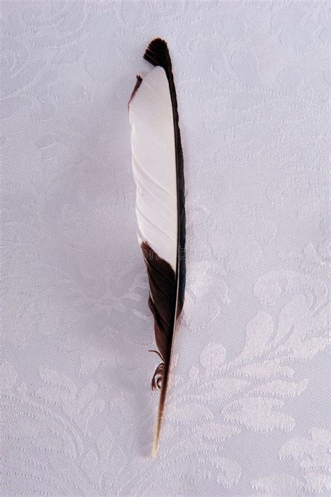 Single Feather from Magpie stock image. Image of avian - 170083819