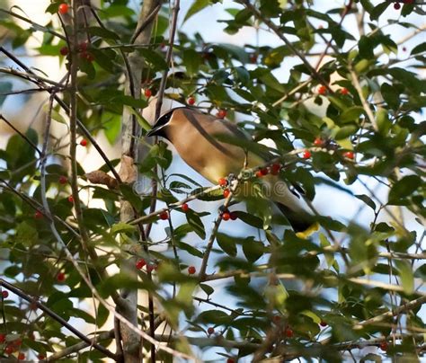 Waxwing bird stock image. Image of pretty, berries, feather - 87796099