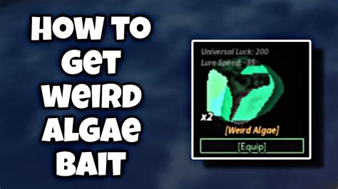 How To Get Weird Algae Bait In Fisch Roblox Legendary Bait Youtube