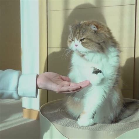 A Cat Sitting On Top Of A Table Being Petted By Someones Hand