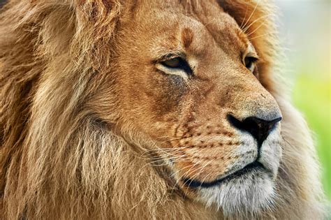 Lions - Wild Animals News & Facts