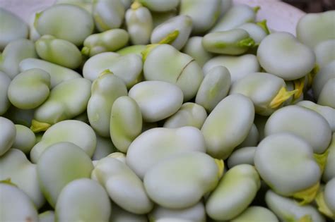 Harvesting Fava Beans Broad Beans Saras Kitchen Garden