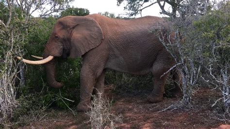 Close Encounters With A 50 Year Old Bull Elephant At Kariega Game Reserve Youtube