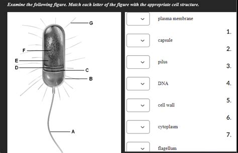 Match The Letter On The Diagram To The Appropriate Structure