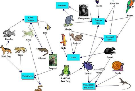 Amazon Rainforest Food Web Rainforest Food Chain Rainforest Food