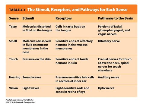 Sensory Receptors Path to Brain ~ AP Psychology