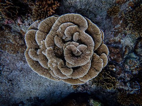 "Leaf Coral" Images – Browse 280 Stock Photos, Vectors, and Video | Adobe Stock