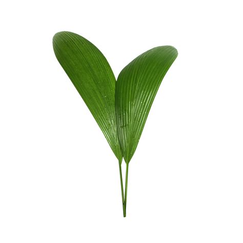 Mike Flora | Ground orchid leaves