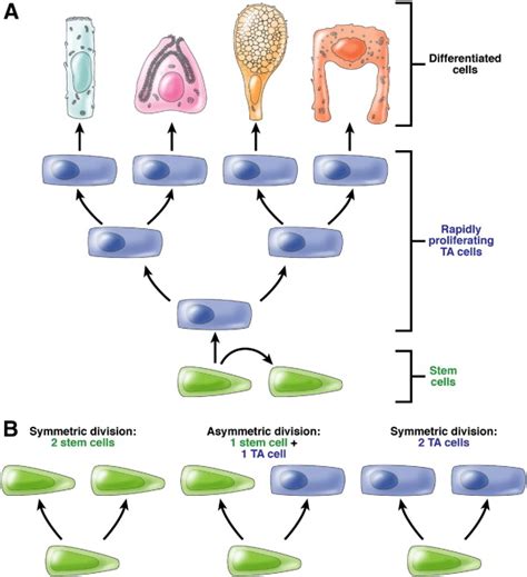 Leucine Rich Repeat Containing G Protein Coupled Receptors As Markers