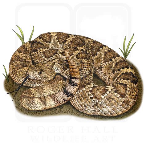 Western Diamondback Rattlesnake Coloring Pages