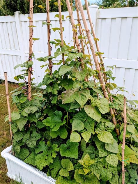 How To Make A Pole Bean Teepee With Bamboo Bunny S Garden