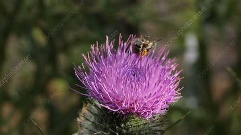 Flower Bee On Spear Thistle Slo Mo Stock Video Clip K