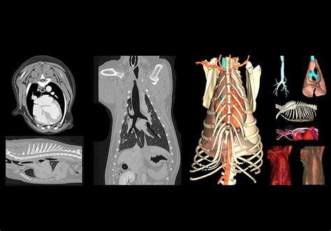 Thorax of the dog: normal anatomy | vet-Anatomy