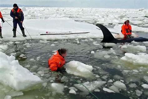 Four orcas, including one small calf, have been successfully rescued ...