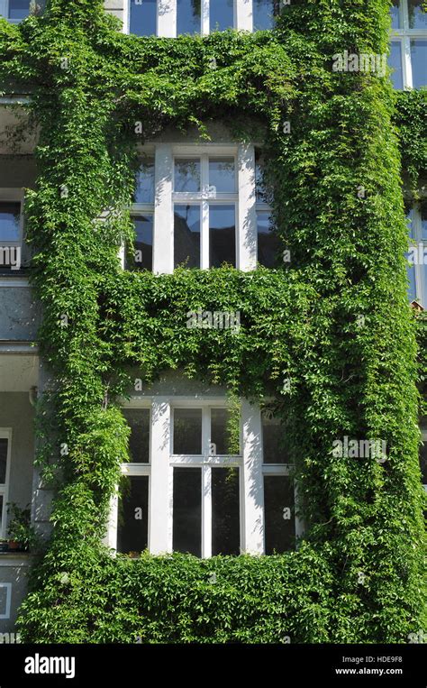 Altbau Fassadenbegruenung Rosenheimer Strasse Schoeneberg Berlin