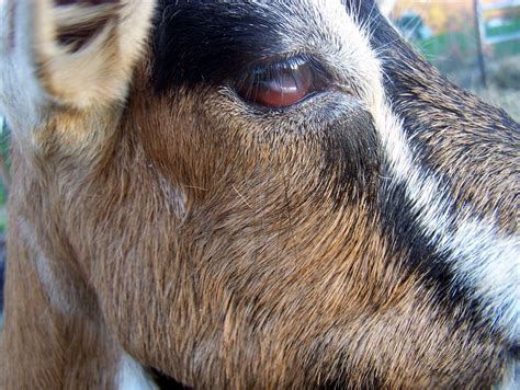 Thistle Thickets Story Of A Goat Eye