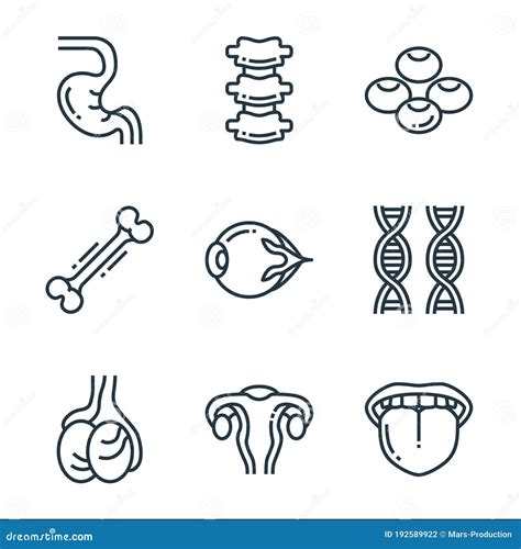 Human Organs Line Icons Linear Set Stock Vector Illustration Of Body