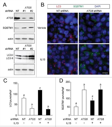 ATG5 Depletion Reduces Autophagy Activity In HTEC Preparations HTEC