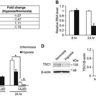 Hypoxia Downregulates Tsc A Expression Levels Of Components Of The