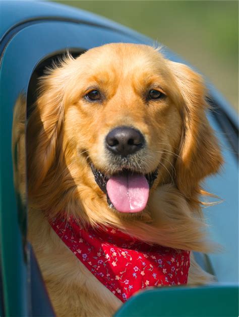 How Much Should a Golden Retriever Eat? A Complete 2025 Guide