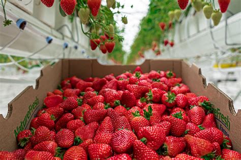 Nature Fresh Farms to grow strawberry production volume - Greenhouse CanadaGreenhouse Canada